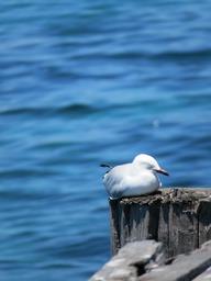 Cliquez pour agrandir l'image