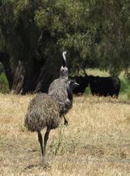 Cliquez pour agrandir l'image Cliquez pour agrandir l'image