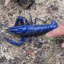 Cliquez pour agrandir l'image