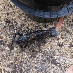 Cliquez pour agrandir l'image