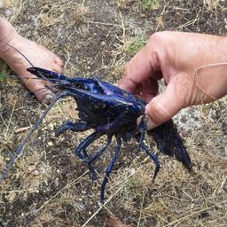 Cliquez pour agrandir l'image