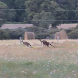 Cliquez pour agrandir l'image