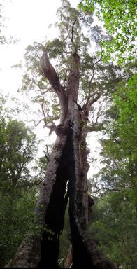 Cliquez pour agrandir l'image