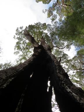 Cliquez pour agrandir l'image