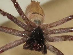 Cliquez pour agrandir l'image