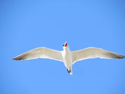 Cliquez pour agrandir l'image