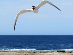 Cliquez pour agrandir l'image