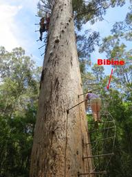 Cliquez pour agrandir l'image