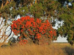 Cliquez pour agrandir l'image