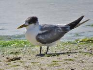 Cliquez pour agrandir l'image