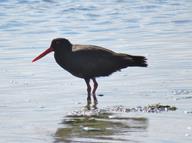 Cliquez pour agrandir l'image