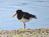 Cliquez pour agrandir l'image