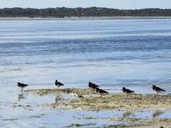 Cliquez pour agrandir l'image