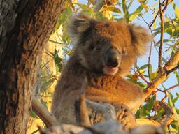 Cliquez pour agrandir l'image