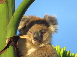 Cliquez pour agrandir l'image