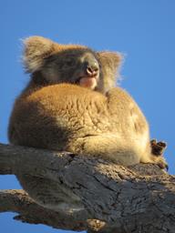 Cliquez pour agrandir l'image