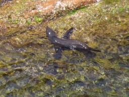 Cliquez pour agrandir l'image