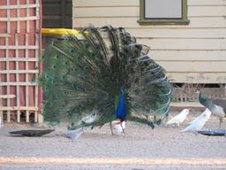 Cliquez pour agrandir l'image