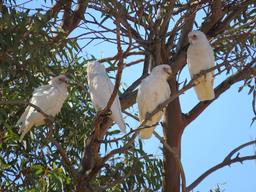 Cliquez pour agrandir l'image