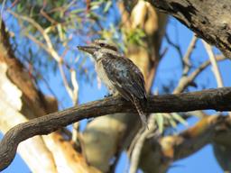 Cliquez pour agrandir l'image