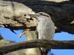 Cliquez pour agrandir l'image