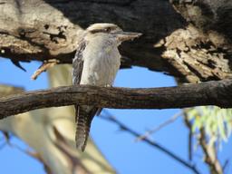 Cliquez pour agrandir l'image