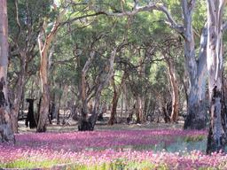 Cliquez pour agrandir l'image