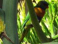 Cliquez pour agrandir l'image