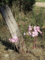 Cliquez pour agrandir l'image