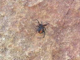 Cliquez pour agrandir l'image Cliquez pour agrandir l'image