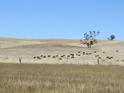 Cliquez pour agrandir l'image