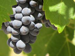 Cliquez pour agrandir l'image