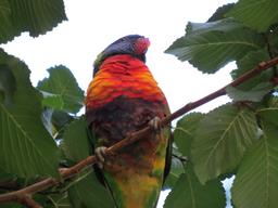 Cliquez pour agrandir l'image