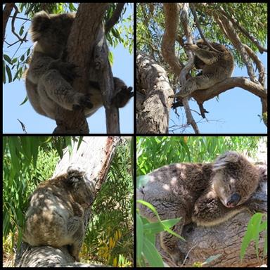 Cliquez pour agrandir l'image Cliquez pour agrandir l'image