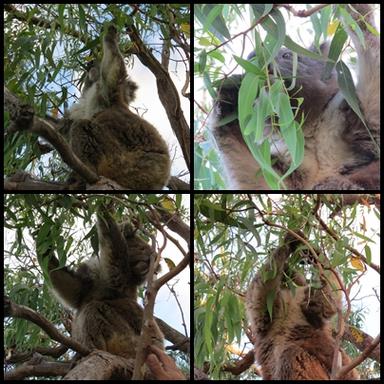 Cliquez pour agrandir l'image Cliquez pour agrandir l'image