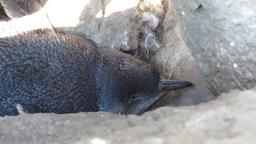 Cliquez pour agrandir l'image