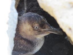 Cliquez pour agrandir l'image