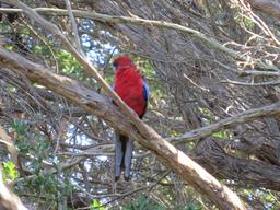 Cliquez pour agrandir l'image