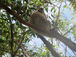 Cliquez pour agrandir l'image