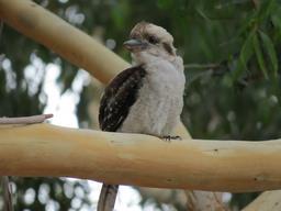 Cliquez pour agrandir l'image