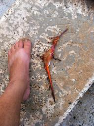 Cliquez pour agrandir l'image Cliquez pour agrandir l'image