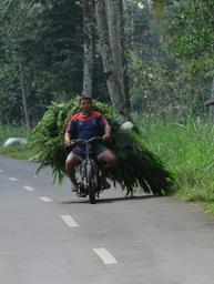 Cliquez pour agrandir l'image