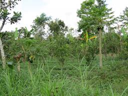 Cliquez pour agrandir l'image