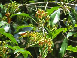 Cliquez pour agrandir l'image Cliquez pour agrandir l'image