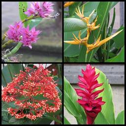 Cliquez pour agrandir l'image