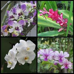 Cliquez pour agrandir l'image