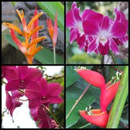 Cliquez pour agrandir l'image