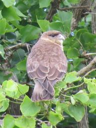 Cliquez pour agrandir l'image