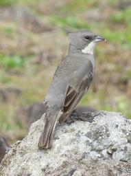 Cliquez pour agrandir l'image