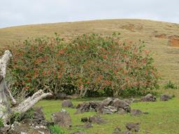 Cliquez pour agrandir l'image